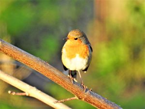 Bradstow wildlife 4