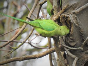 Bradstow wildlife 7
