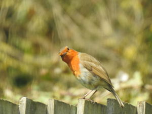 Bradstow wildlife 12