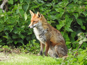 Bradstow wildlife 22