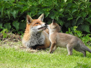 Bradstow wildlife 23