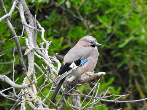 Bradstow wildlife 35