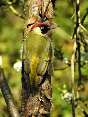 Bradstow wildlife 43